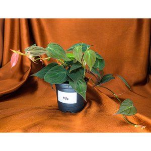 Philodendron Micans 4" US Seller Potted RARE Philo